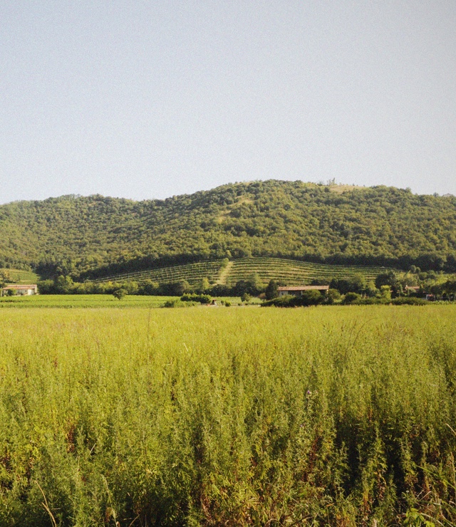 Radici - Faccoli Franciacorta