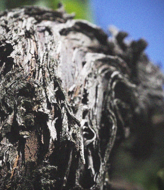 Roots - Faccoli Franciacorta