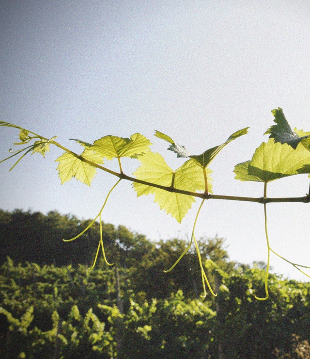 Roots - Faccoli Franciacorta