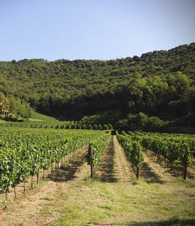 Roots - Faccoli Franciacorta