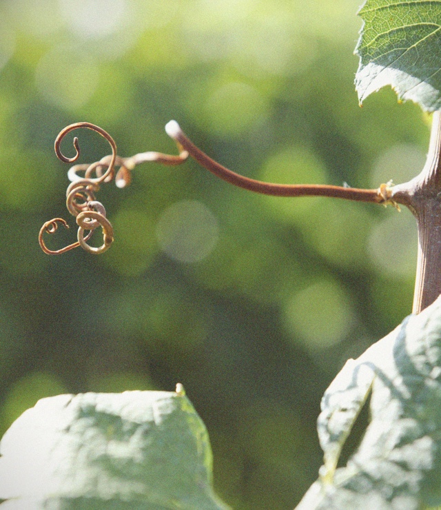 Knowledge - Faccoli Franciacorta